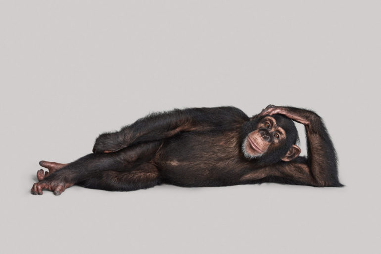 chimp-2-1-02_1024x1024.jpg