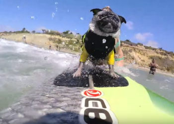 FireShot-Capture-303-GoPro_-Brandy-the-Surfing-Pug-YouTube_-https___www.youtube.com_watch.png