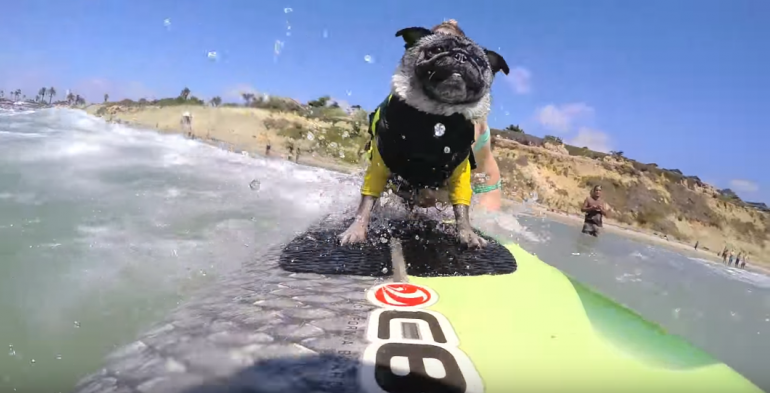 FireShot-Capture-303-GoPro_-Brandy-the-Surfing-Pug-YouTube_-https___www.youtube.com_watch.png