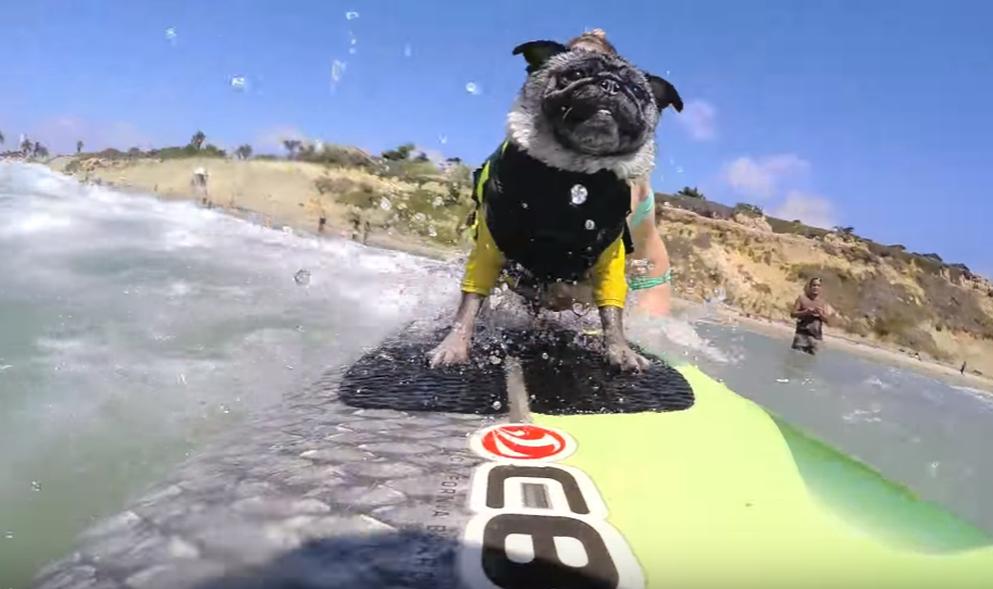 FireShot-Capture-303-GoPro_-Brandy-the-Surfing-Pug-YouTube_-https___www.youtube.com_watch.png