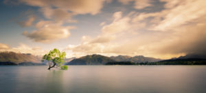 The Lonely Tree - © Tony Hall