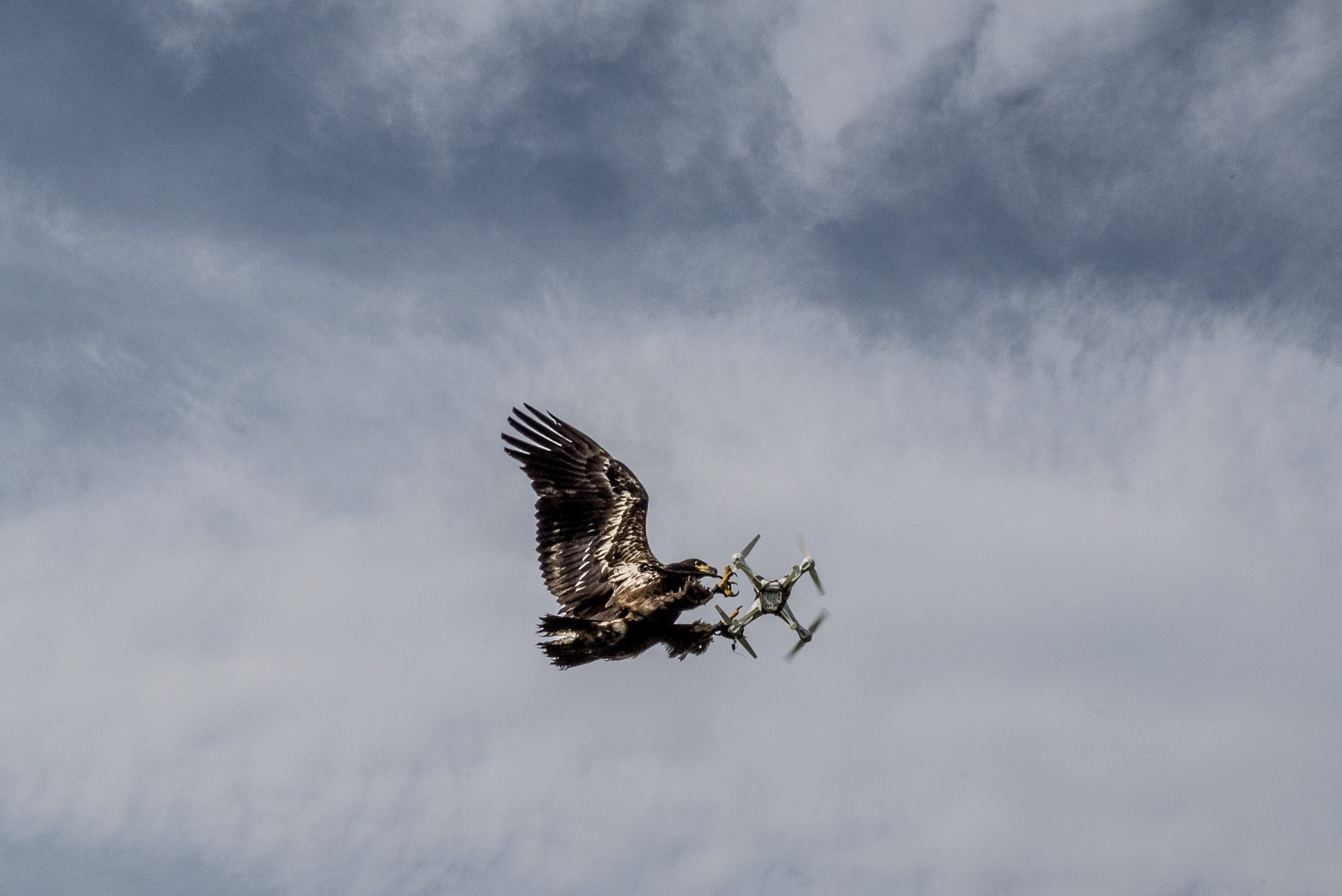 An eagle from Guard From Above, a security company training eagles to intercept drones, tackles a drone in the air, in Katwijk, Netherlands.