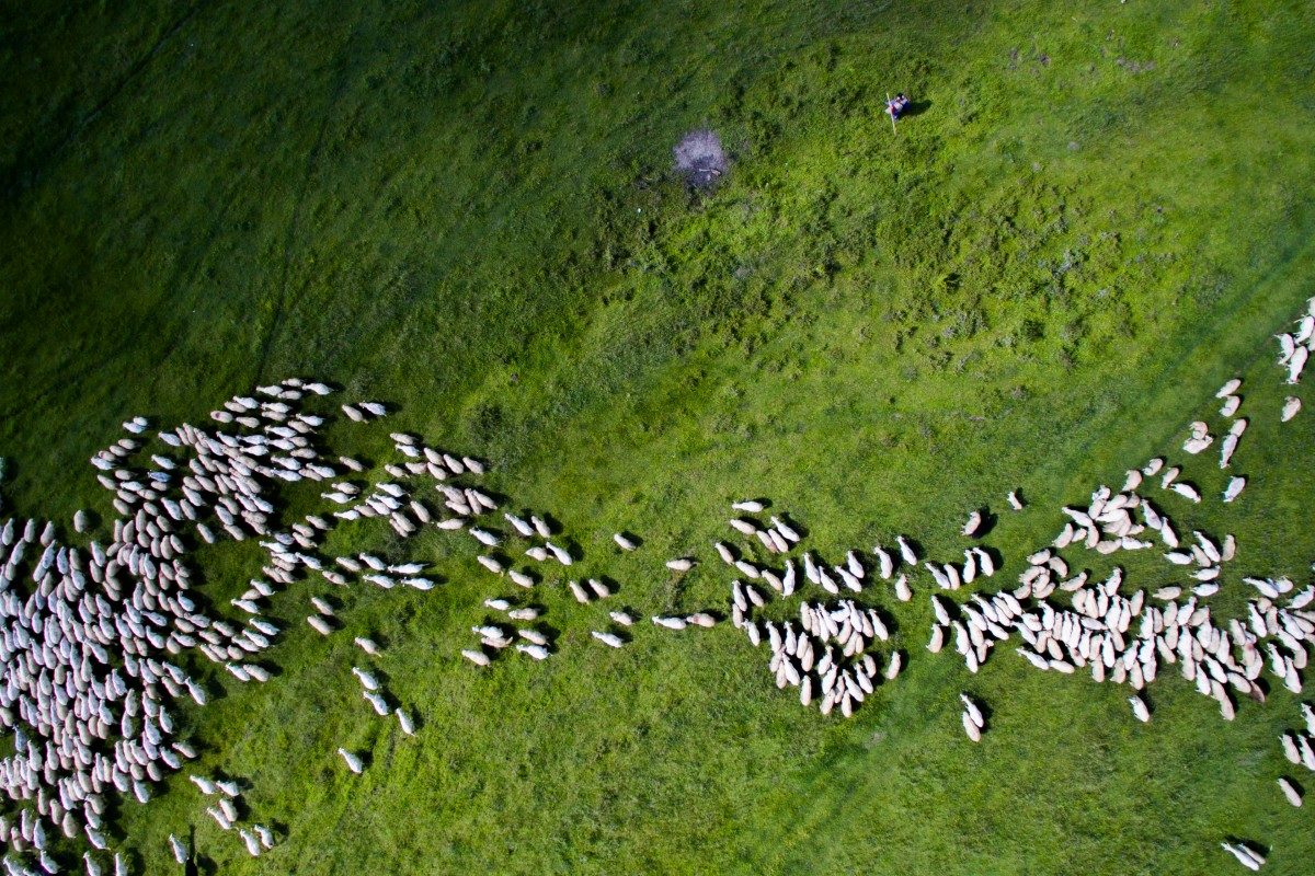 Swarm of sheep, Romania - © Thedon