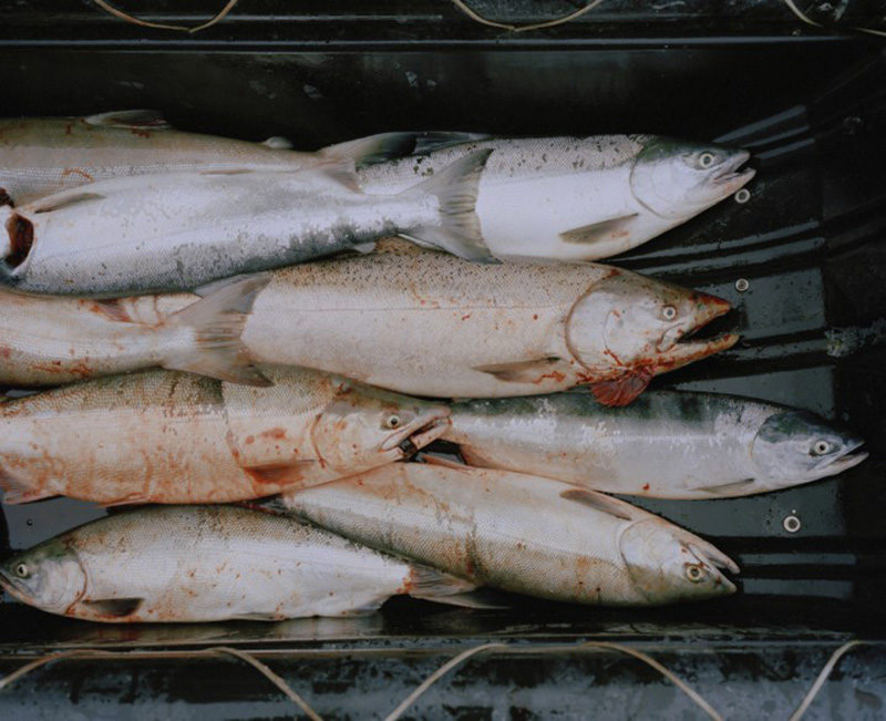 Série « The tide goes north » © Terry A. Ratzlaff