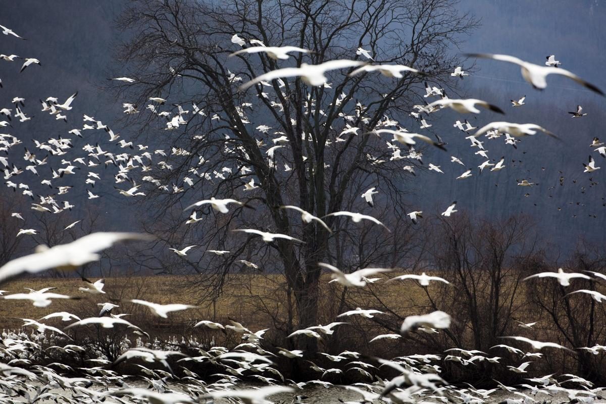 Oies des neiges, Kleinfeltersville, Etats-Unis - © Jim Lo Scalzo/EPA