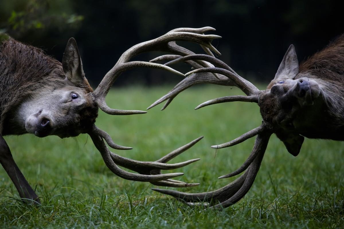 Combat de Cerf, Bonn, Allemagne - © Markus Schreiber/Associated Press