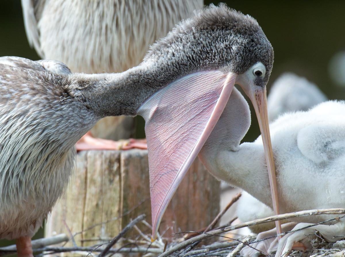 Un pélican nourrissant son petit, Duisburg, Allemagne - © (Monika Skolimowska/EPA