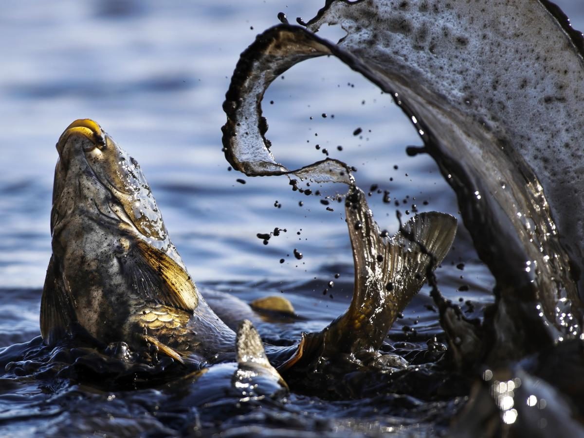 Carpe se débattant dans un élevage, Shkolny, Biélorussie - © Sergei Grits/Associated Press