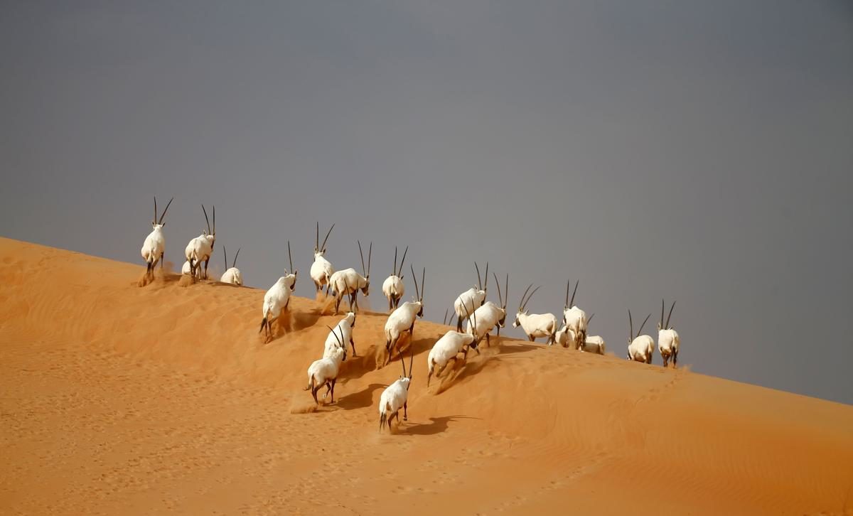 Oryx dans le désert, Umm Al-Zamool, Emirats Arabes Unis - © Karim Sahib/AFP/Getty Images 