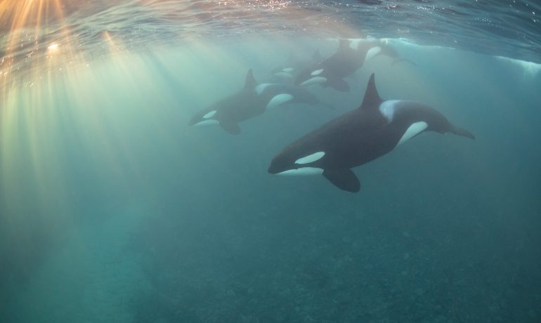 Orca-Pod-©-Nicholai-GeorgiouUPY-2017