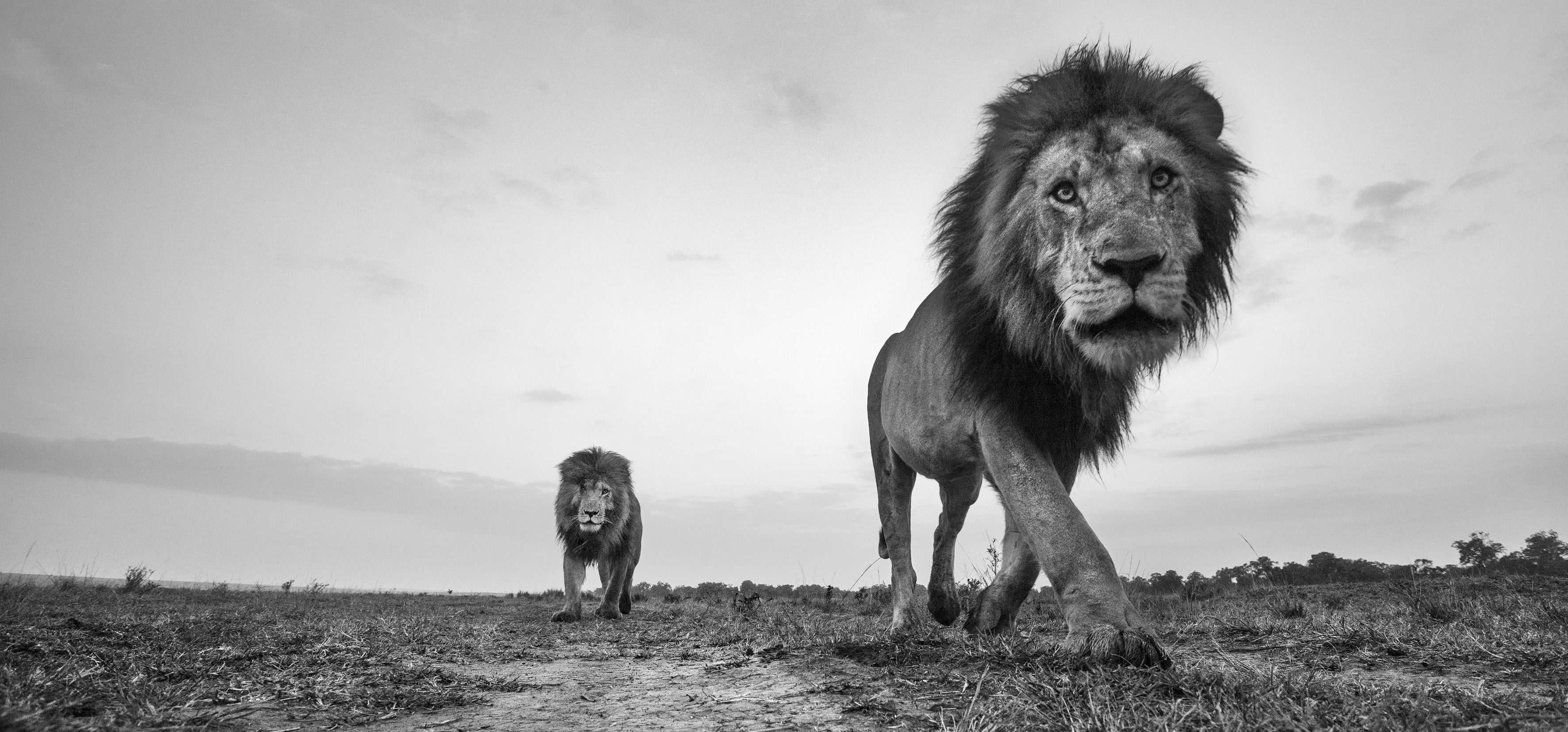 Lion males walking