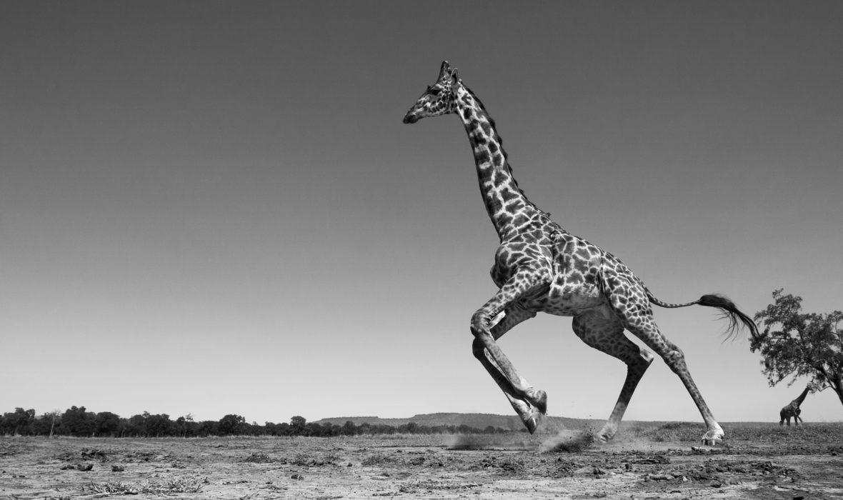 Maasai giraffe running away startled