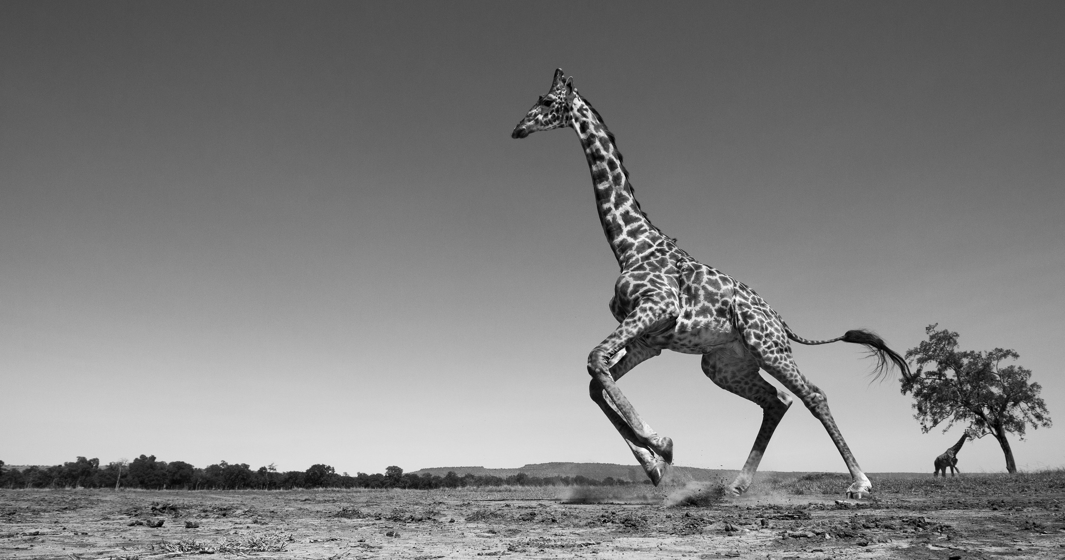 Maasai giraffe running away startled