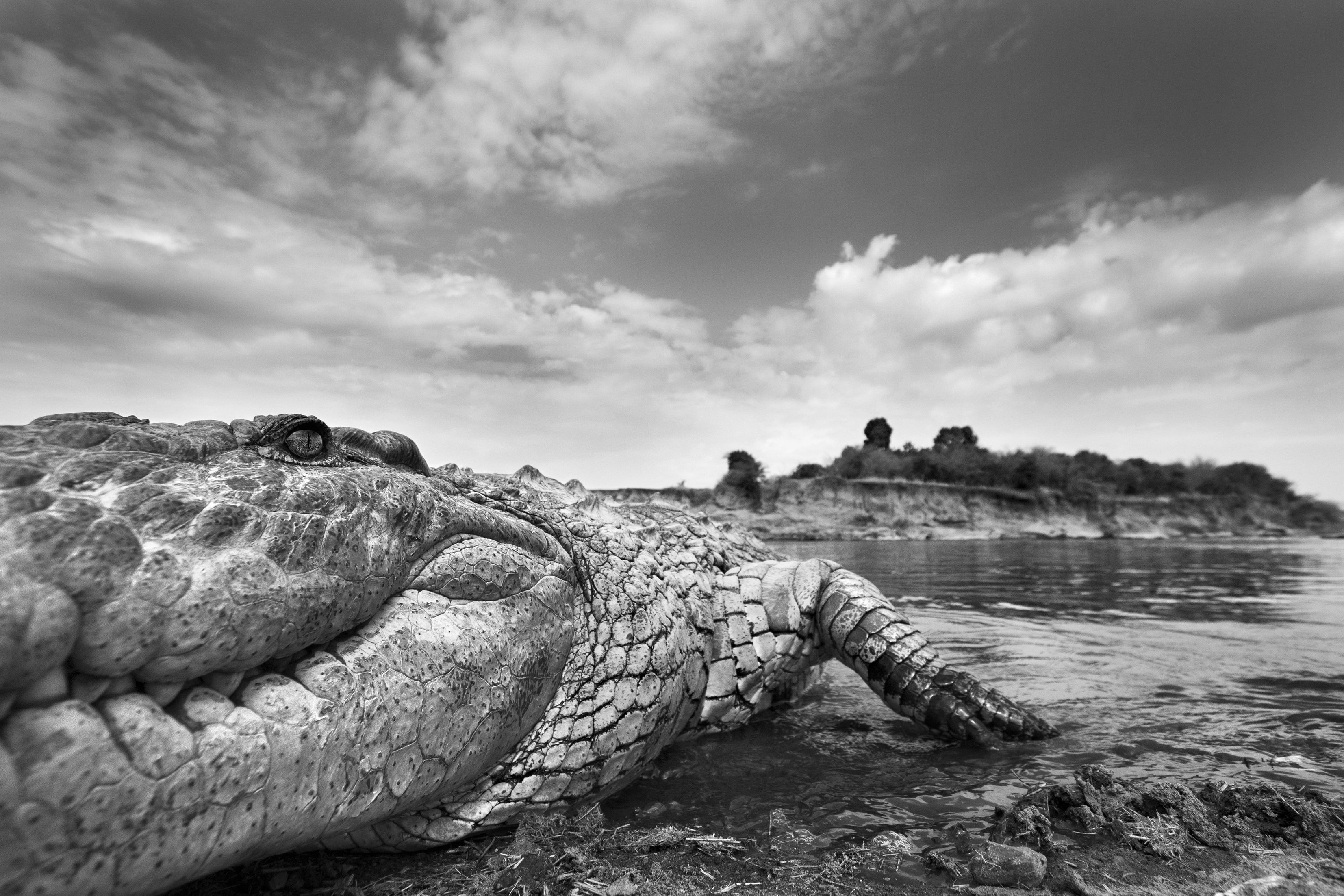 Nile crocodile emerging from the Mara River