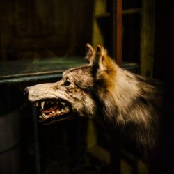 loup-de-st-johnsbury-©-stephane-lavoue