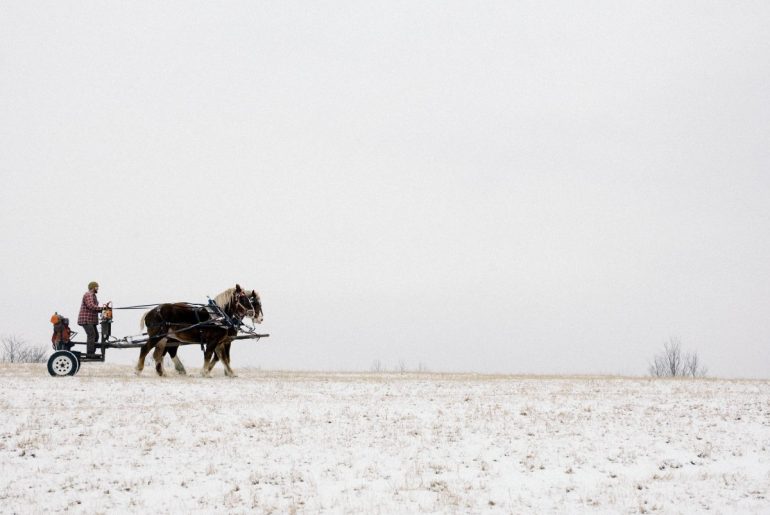 tom-et-ses-chevaux-de-trait-©-stephane-lavoue