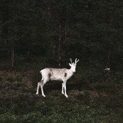 © Terje Abusdal_Slash & Burn_9