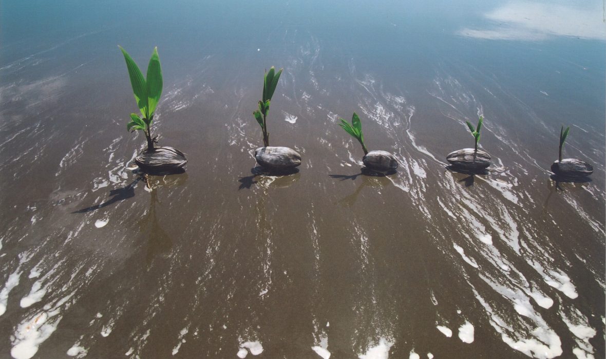 Palétuvier, 2015 © Brigitte Sillard