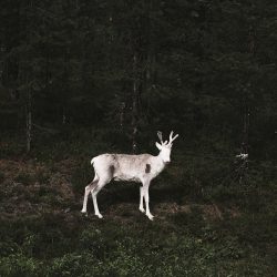 © Terje Abusdal_Slash & Burn_9