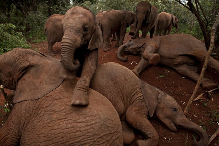 A Kenyan elephant orphanage