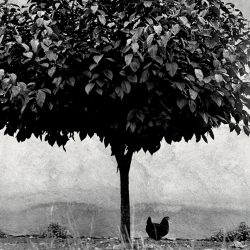 L'arbre et la poule