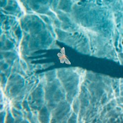 Dead moth floating on a private swimming pool in east Lawrence,