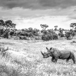 2141_4443_HamishMitchell_Canada_Open_Wildlife_2018