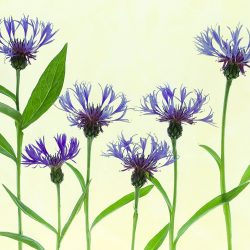 2149_4453_UdoDittmann_Germany_Open_StillLifeopen_2018