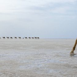 2161_4467_GuillaumePetermann_France_Open_Travel_2018