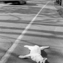 Dead Cat, 1970