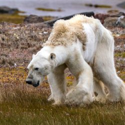 01-starving-polar-bear-CGM_Archimedes_2017_02072