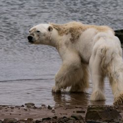 03-starving-polar-bear-CGM_Archimedes_2017_02428-copy