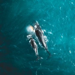skypixel-2017-Mother and Child-©-Yantastic
