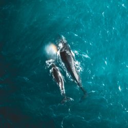 skypixel-2017-Mother and Child-©-Yantastic