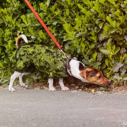 knitting-224-dog-joseph-ford_orig