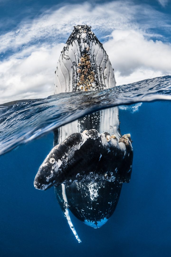 In the tongan water, humpback whale doing spy hoping just in front of my mask