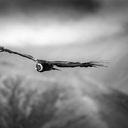 Condor de Iruya - © Marcos Furer
