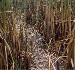 Janine Bächle - aus _Fragmente der Anwesenheit_ - 2014 - 35 x 50 cm - Inkjetprint vom Farbnegativ