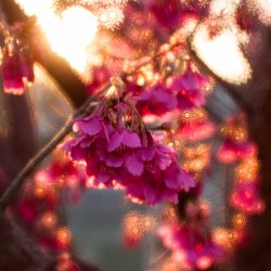 Lomography Daguerreotype Achromat Art Lens, (c) Masataka Odaka, Japan (digital)