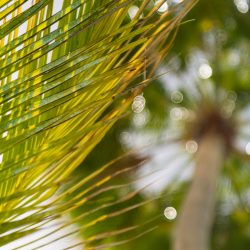 Raffaele_Horstmann_lense