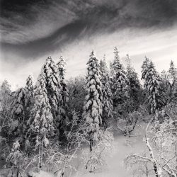 Snow Clad Trees, Heilongjiang, China. 2012_preview