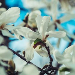 Tamara_Skudies_lense