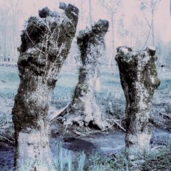 clara_chichin_ledosdesarbres02