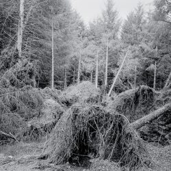 clara_chichin_ledosdesarbres04