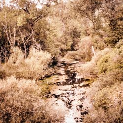 clara_chichin_ledosdesarbres_02