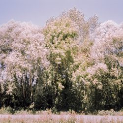 clara_chichin_ledosdesarbres_03