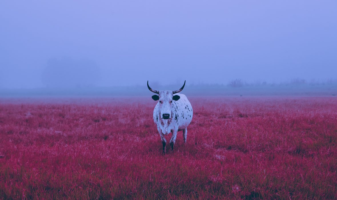 0187d161228613.5a67acb96dff1