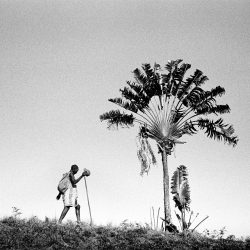 10_Ravinala_NS_81330001