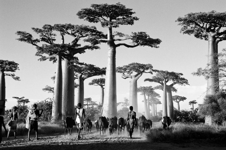 2_BAOBABS-HD_27970001