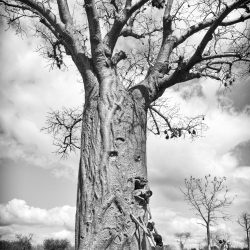 3_Baobabs_Citerne_Ampotaka_NB_2287